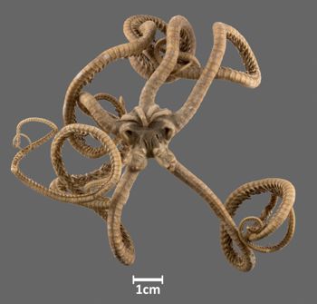Media type: image;   Invertebrate Zoology OPH-2829 Aspect: dorsal